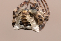 Une femelle (Araneae - Araneidae - Gibbaranea bituberculata)